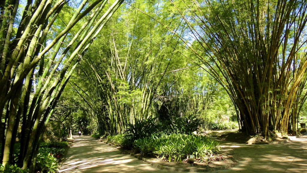 Au jardin botanique