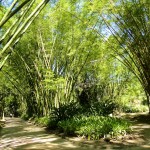 Au jardin botanique