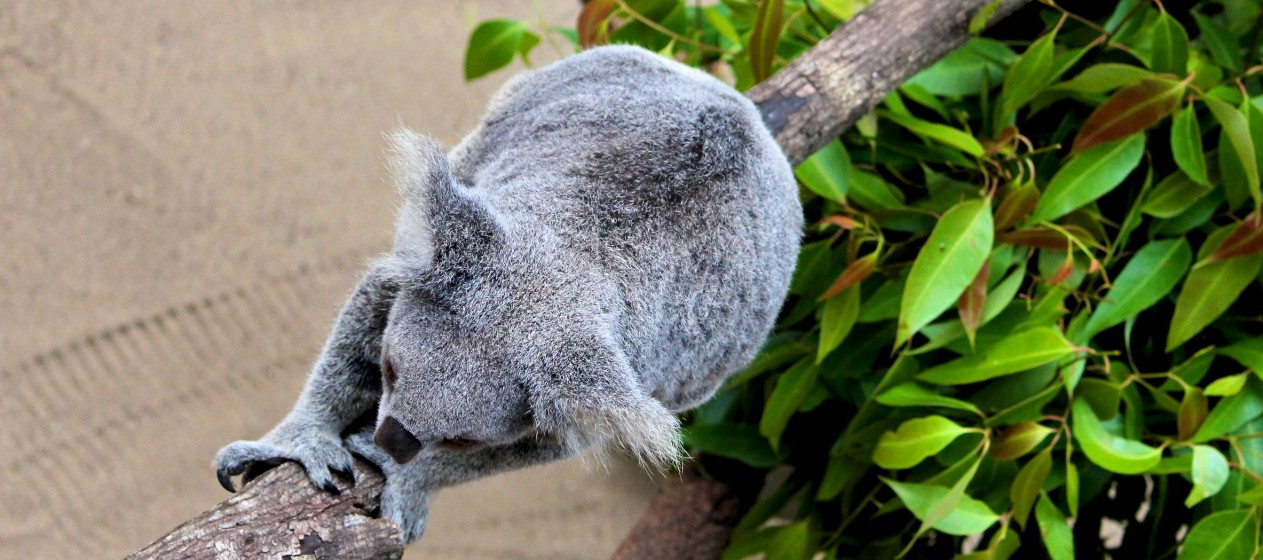 Daisy Hill, une réserve de koalas aux portes de Brisbane