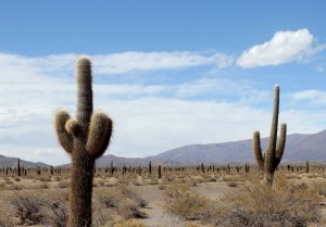 Le nord-ouest andin autour de Salta