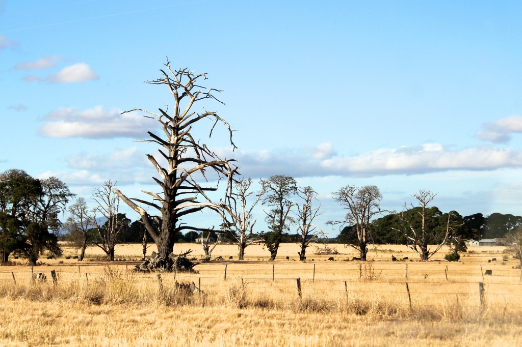 Le bush et ses arbres brûlés