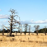 Le bush et ses arbres brûlés