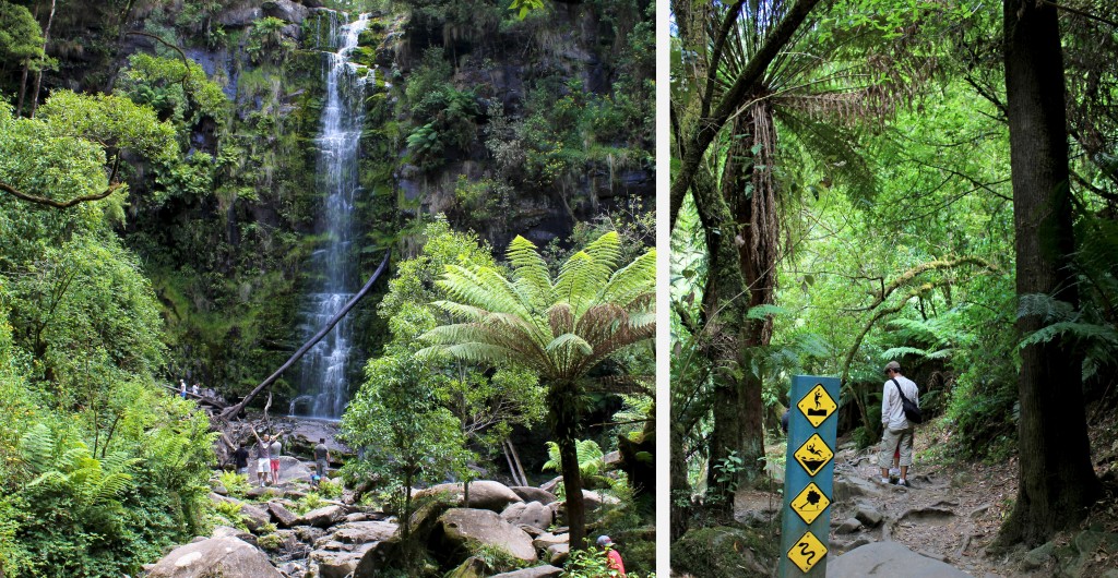 Dans la forêt près des Erskine Falls