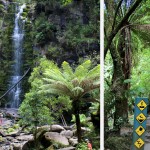 Dans la forêt près des Erskine Falls