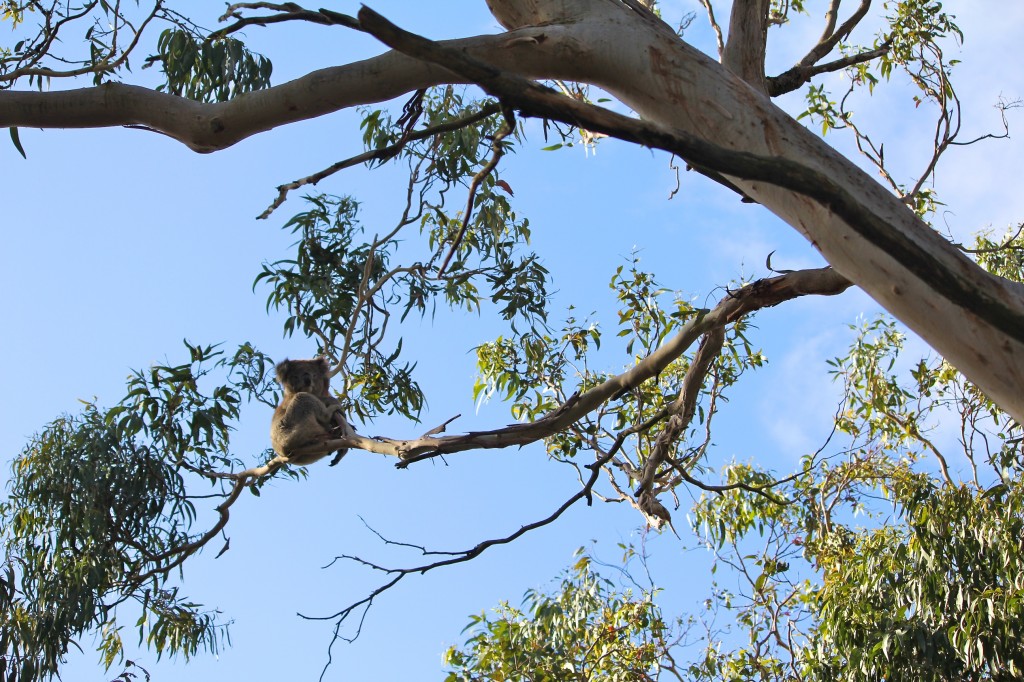 Koala perché dans son eucalyptus