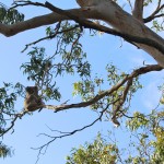 Koala perché dans son eucalyptus