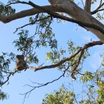 Koala perché dans son eucalyptus