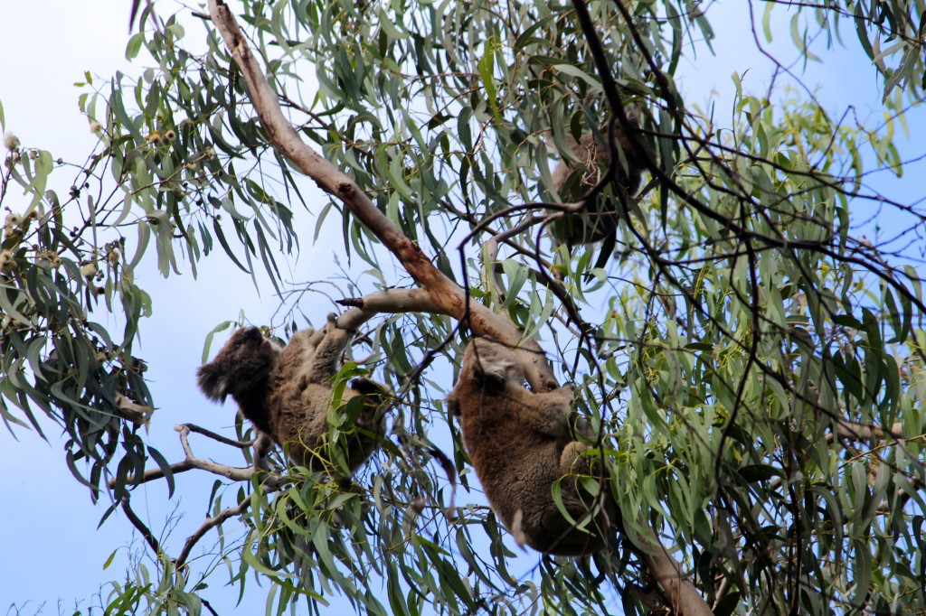 Qu'est-ce que vous venez faire sur mon eucalyptus ? Ca va pas se passer comme ça !