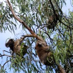 Qu'est-ce que vous venez faire sur mon eucalyptus ? Ca va pas se passer comme ça !