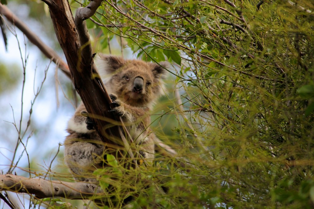 Petit koala deviendra grand