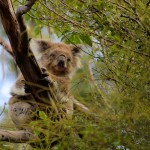 Petit koala deviendra grand