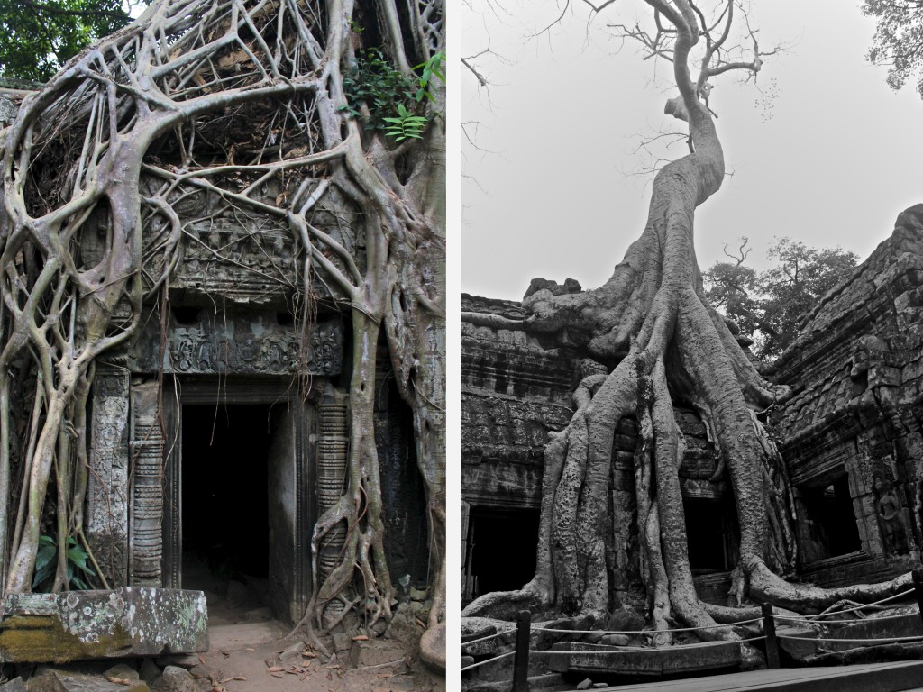 Temple de Ta Prohm rénové en conservant volontairement un certain envahissement de la jungle