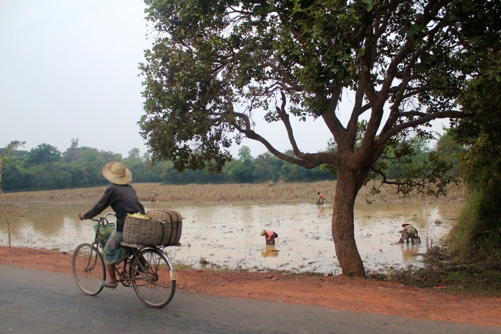 Habitante parcourant en vélo les routes de campagne des alentours d'Angkor