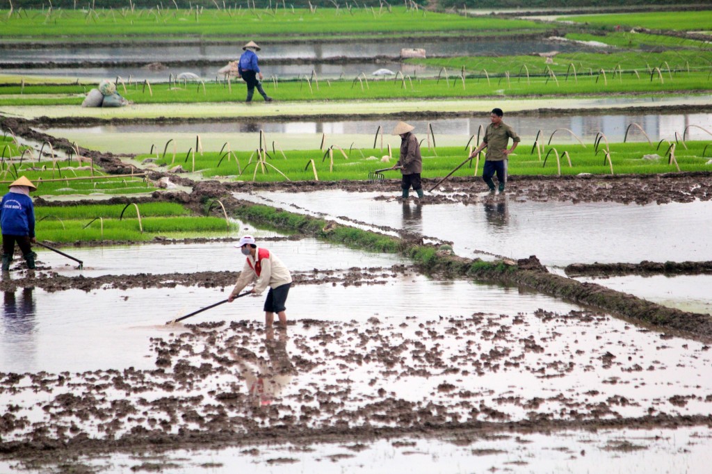 Travail dans les rizieres