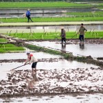 Travail dans les rizieres