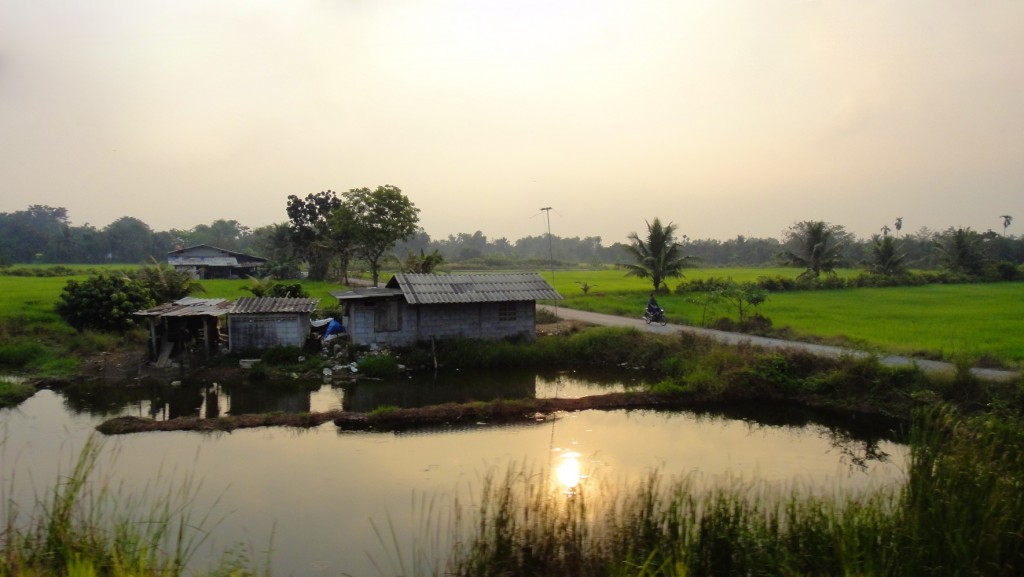 Paysage de rizières au lever du jour entre la Thaïlande et le Cambodge