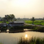 Paysage de rizière entre la Thaïlande et le Cambodge