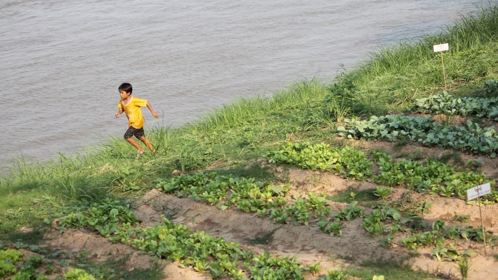 Potager au bord du Tonlé Sap en plein coeur de Phnom Penh