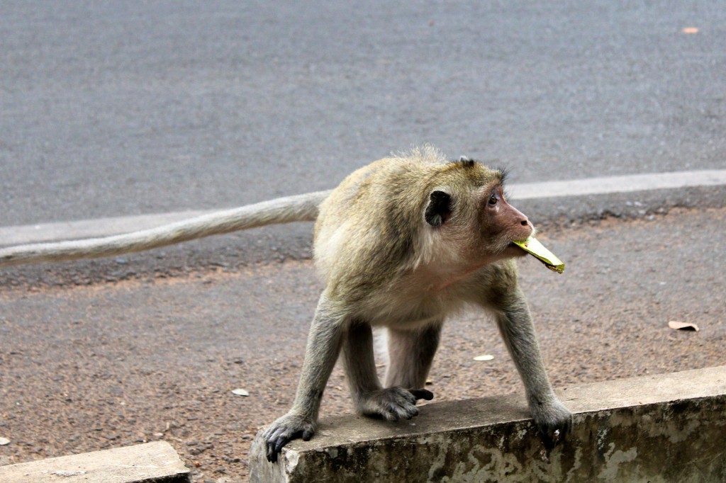 Singe chenapan, voleur de cookies