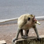 Singe chenapan, voleur de cookies