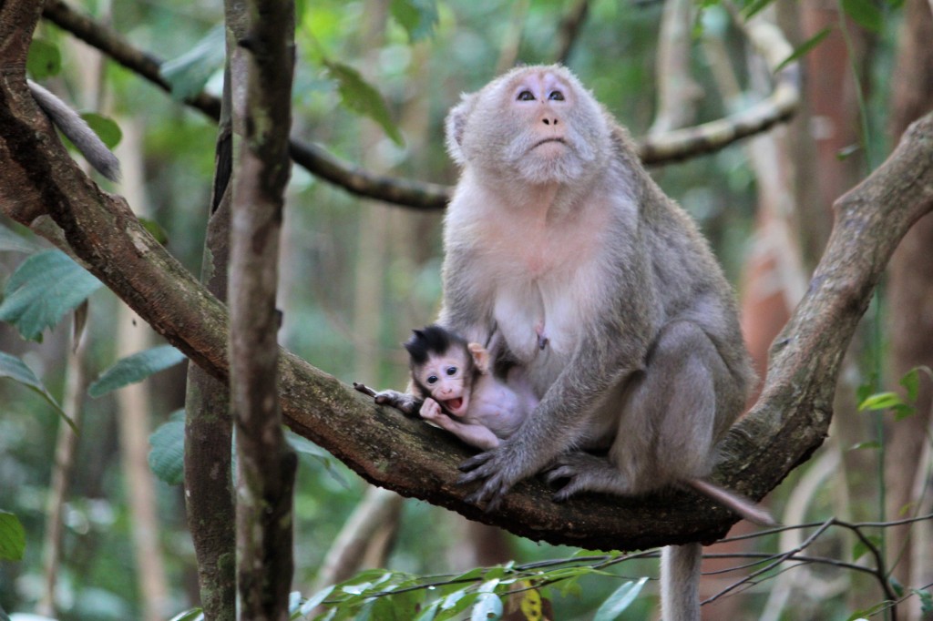 Bébé et maman singes