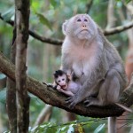 Bébé et maman singe