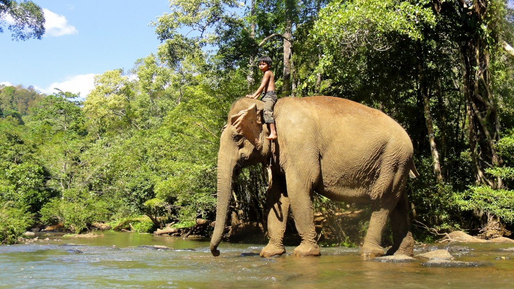 Journée avec les éléphants de la jungle du Mondolkiri