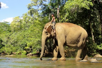 Journée avec les éléphants de la jungle du Mondolkiri