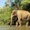 Journée avec les éléphants de la jungle du Mondolkiri