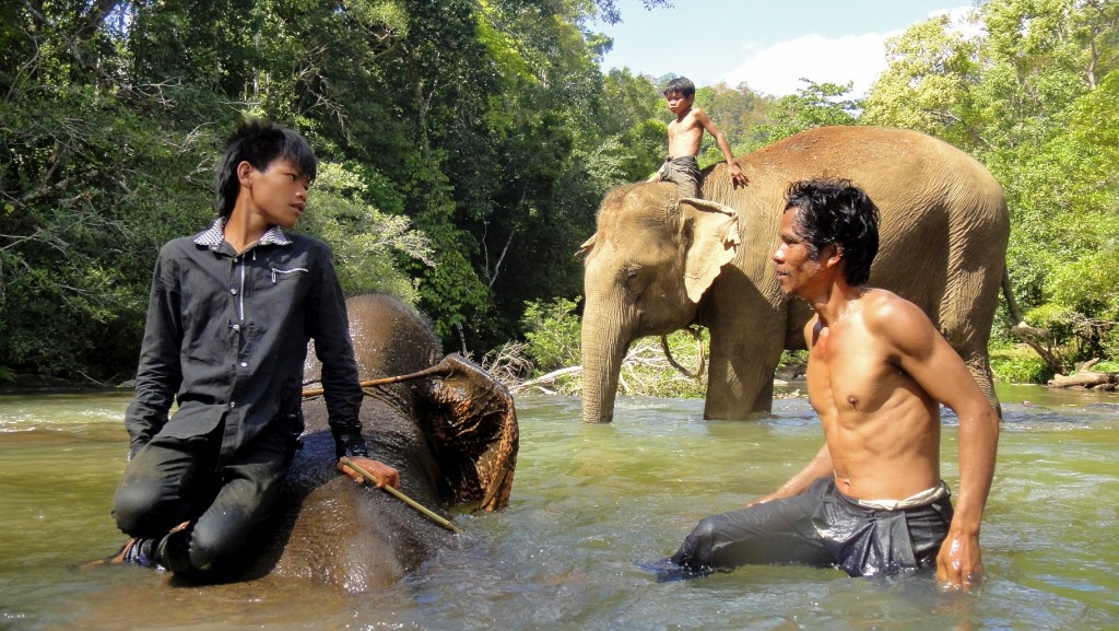 Les cornacs lavent les éléphants dans la rivière
