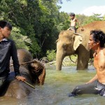 Les cornacs lavent les éléphants dans les rivières