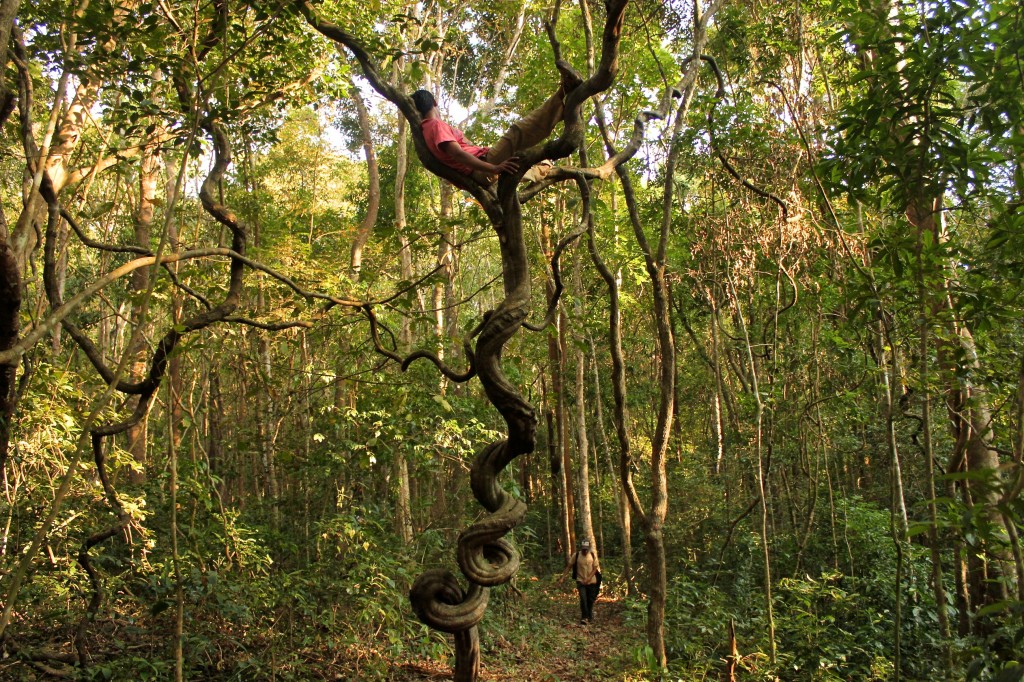 Arbres étonnants de la jungle