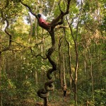 Arbres étonnants de la jungle