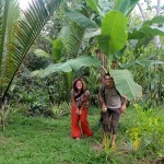 Sous un bananier dans un jardin au bord du Mékong