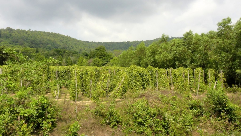 Plantation de poivre au milieu de la forêt