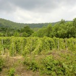 Plantation de poivre au milieu de la forêt