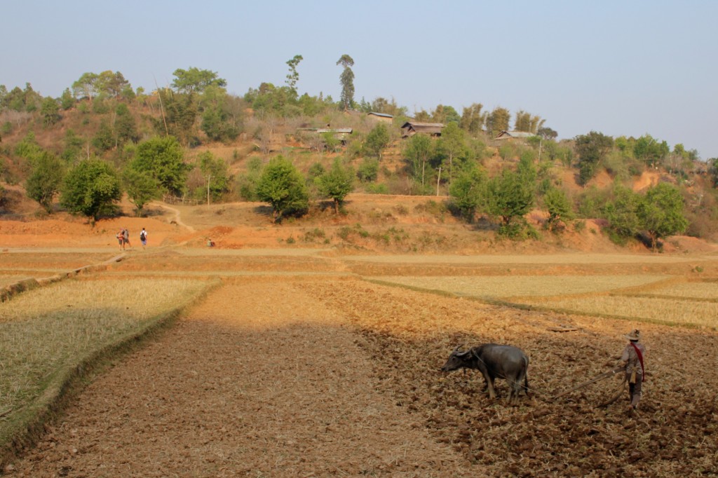 Labourage d'un champ près de Kalaw