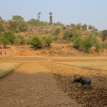 Labourage d'un champ près de Kalaw