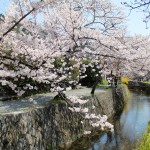 Sur la chemin de philosophes à Kyoto pour contempler la floraison des cerisiers