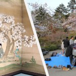 Comme leurs ancêtres les japonais fêtent le Hanami en pique-niquant sous les cerisiers en fleurs
