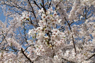 Fleurs de cerisier à Kyoto
