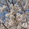 Fleurs de cerisier à Kyoto