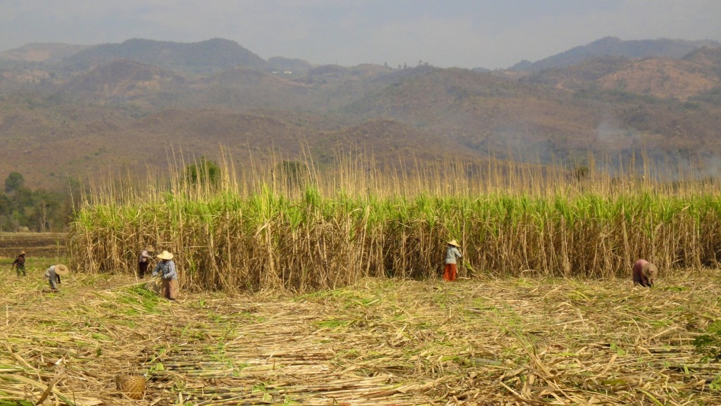 Plantation de canne à sucre à l'est du lac