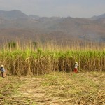 Plantation de canne à sucre à l'est du lac