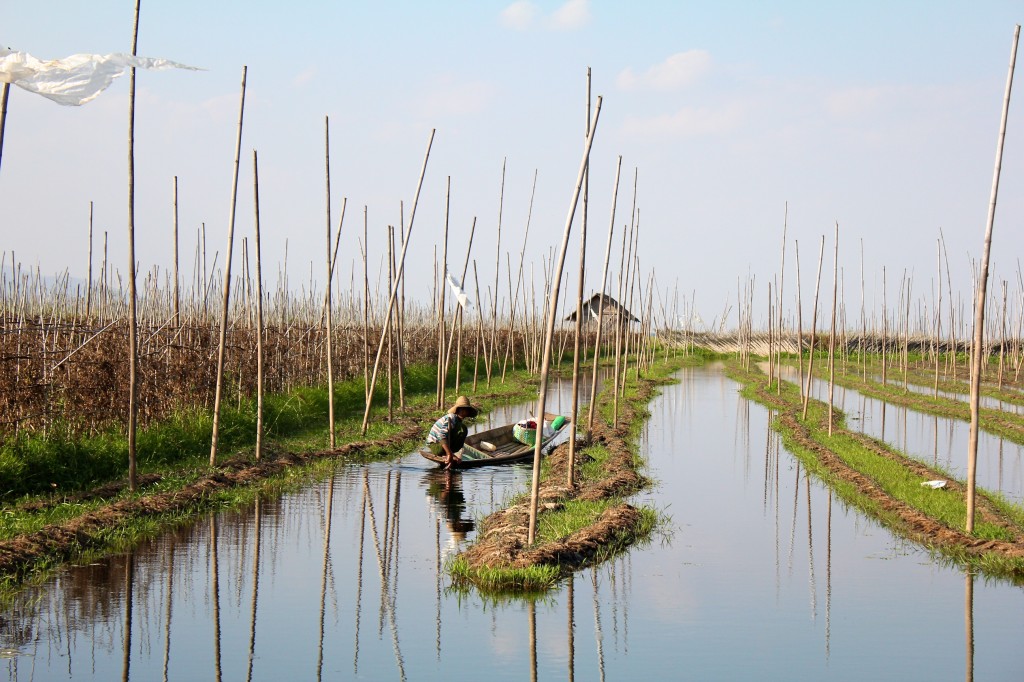 Fermier intha dans son potager flottant