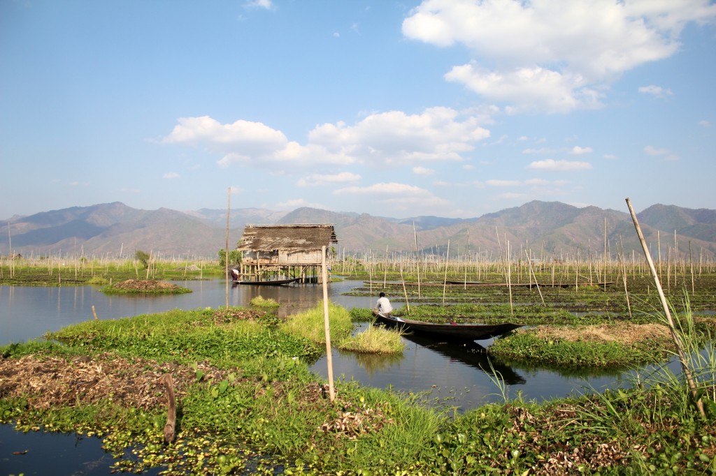 Jardin flottant du lac Inlé