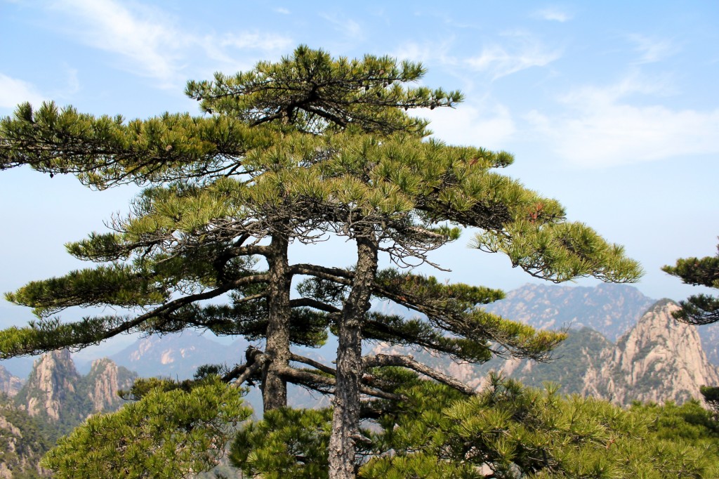 Un des pins célèbres du parc des Huang Shan