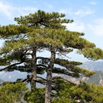 Un des pins célèbre du parc des Huang Shan