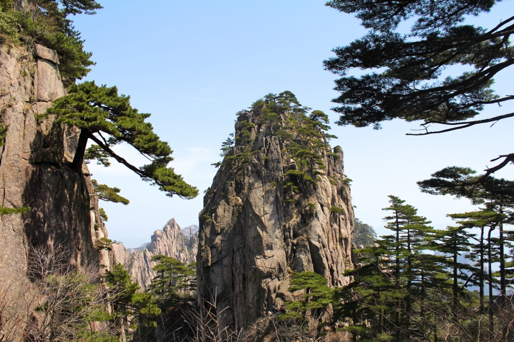 Pics rocheux et pins endémiques des Yellow Mountains