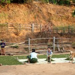 Femme shan faisant sécher la récolte du thé devant sa maison